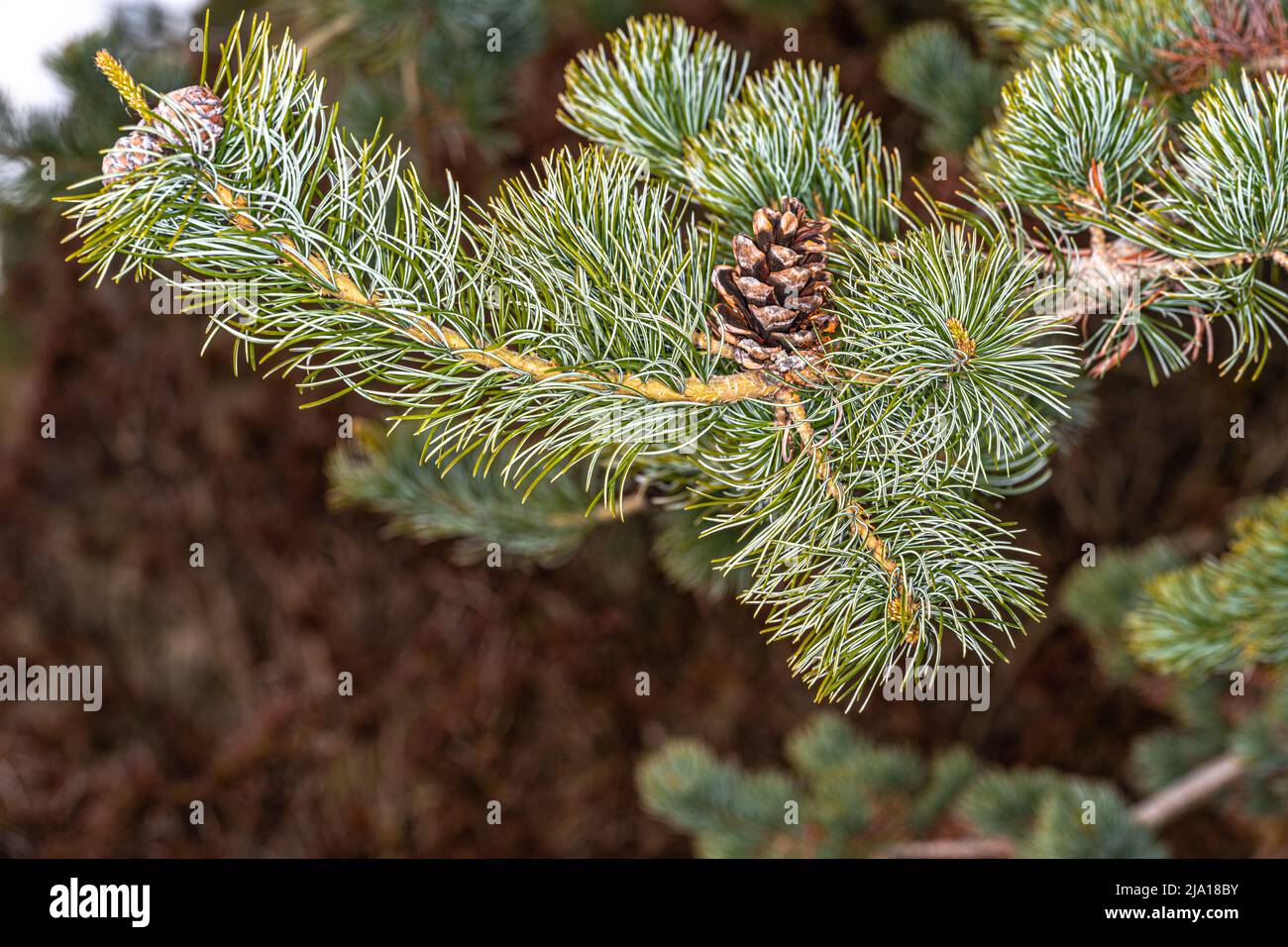 Leaves and Cone of Japanese White Pine (Pinus parviflora) Stock Photo