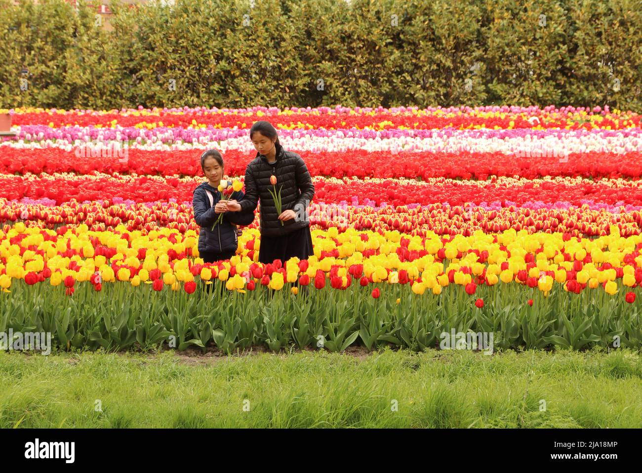 Tourists picking colorful flowers in tulip show garden in the Netherlands Stock Photo