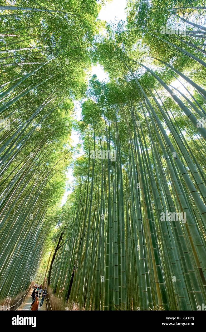 Japan. Kyoto. Arashiyama Bamboo Grove Stock Photo Alamy