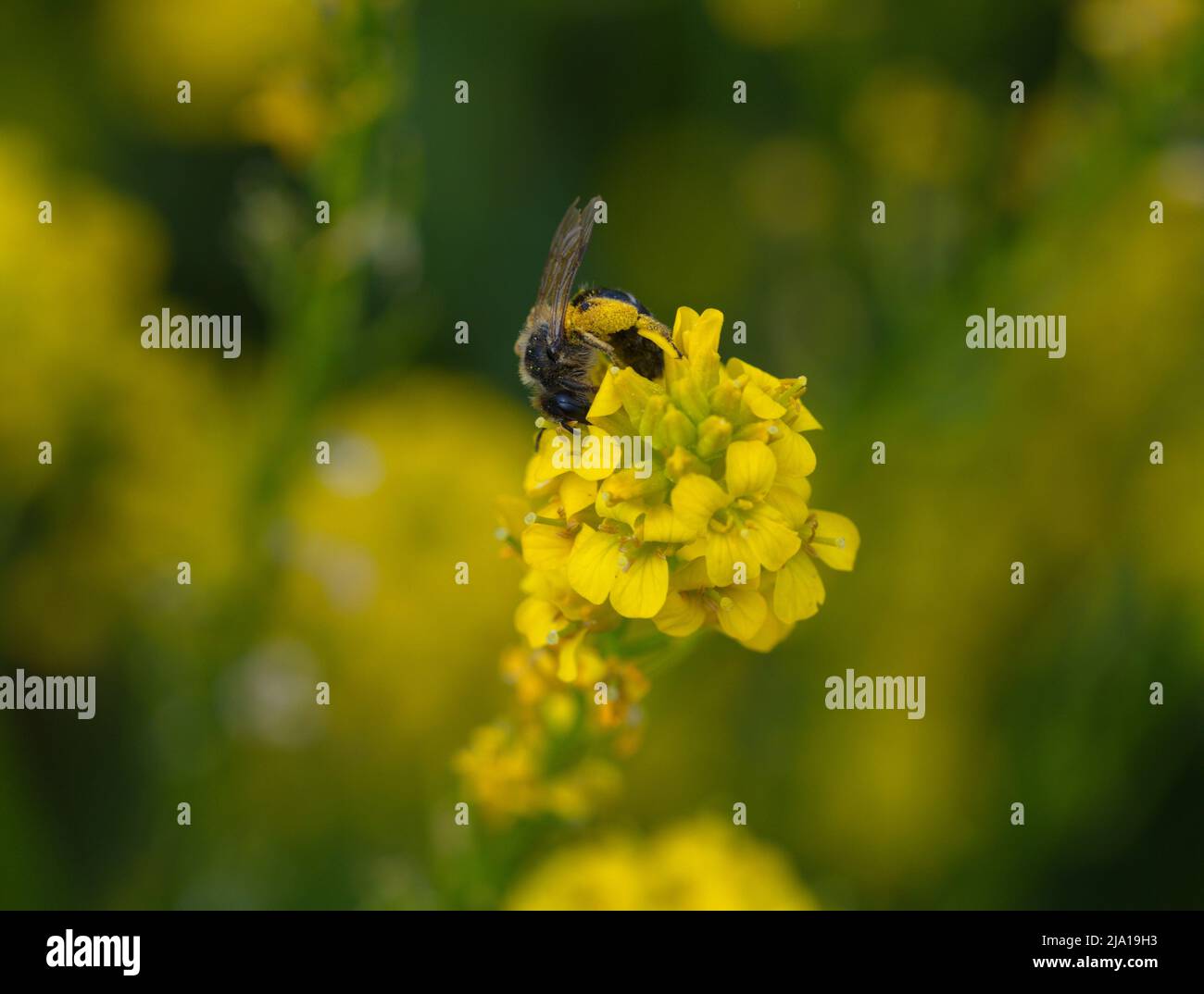 Macro photography of a honey bee Stock Photo