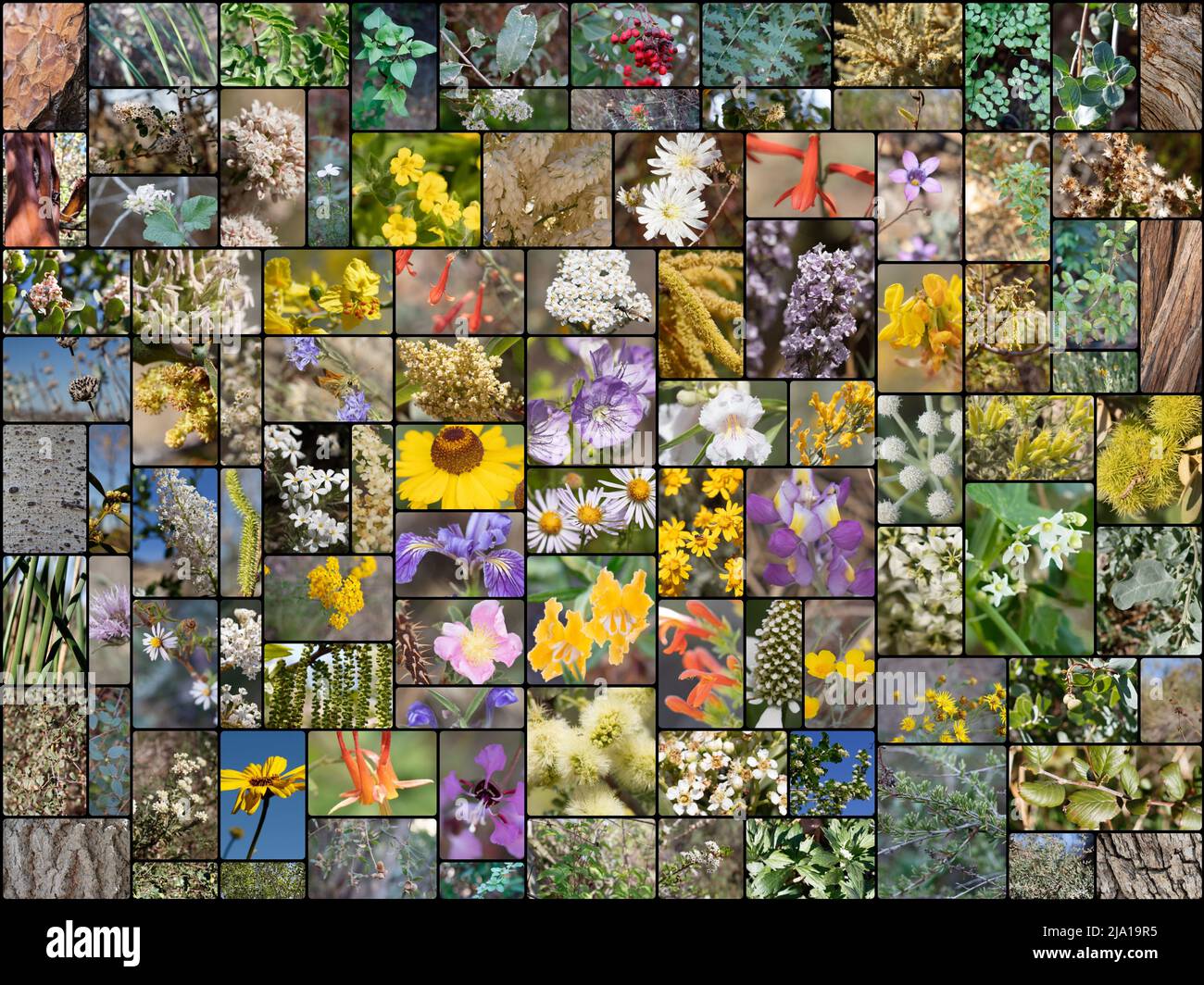 100 pictures spanning 88 different species of Southern California Indigenous plants growing wild in their native habitat, photographed during 2021. Stock Photo