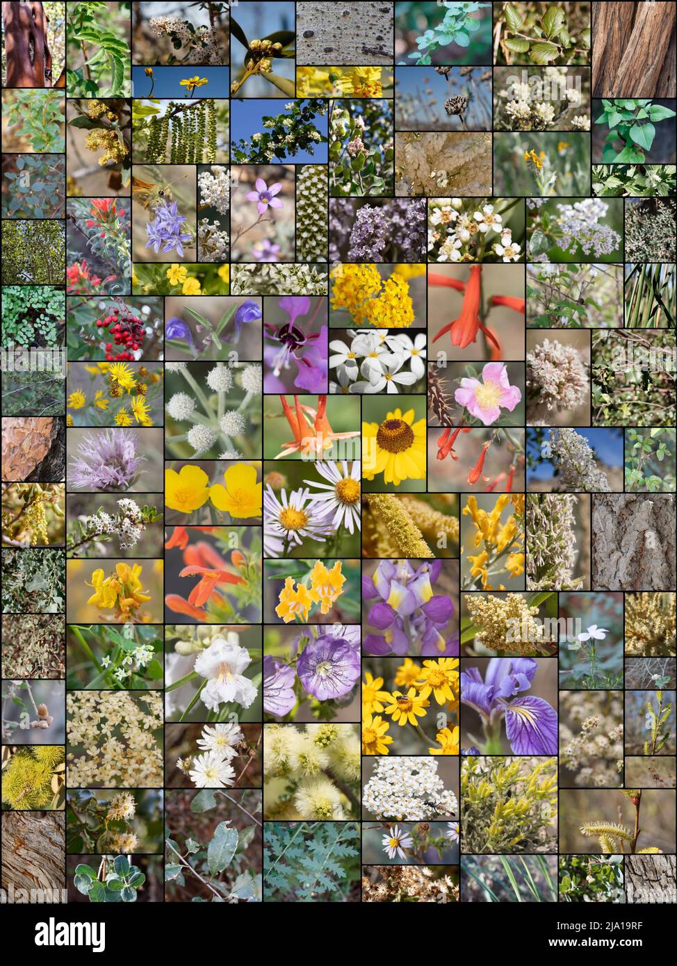 100 pictures spanning 88 different species of Southern California Indigenous plants growing wild in their native habitat, photographed during 2021. Stock Photo