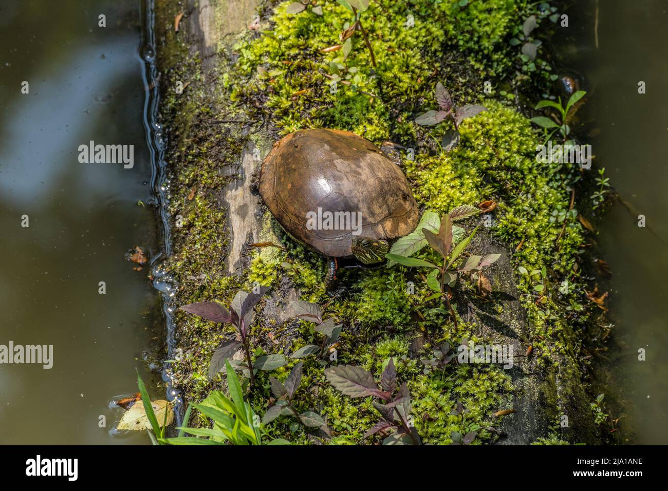 Adult painted turtle sunbathing on a log in the water covered with moss and plants at the wetlands on a sunny warm day in springtime Stock Photo