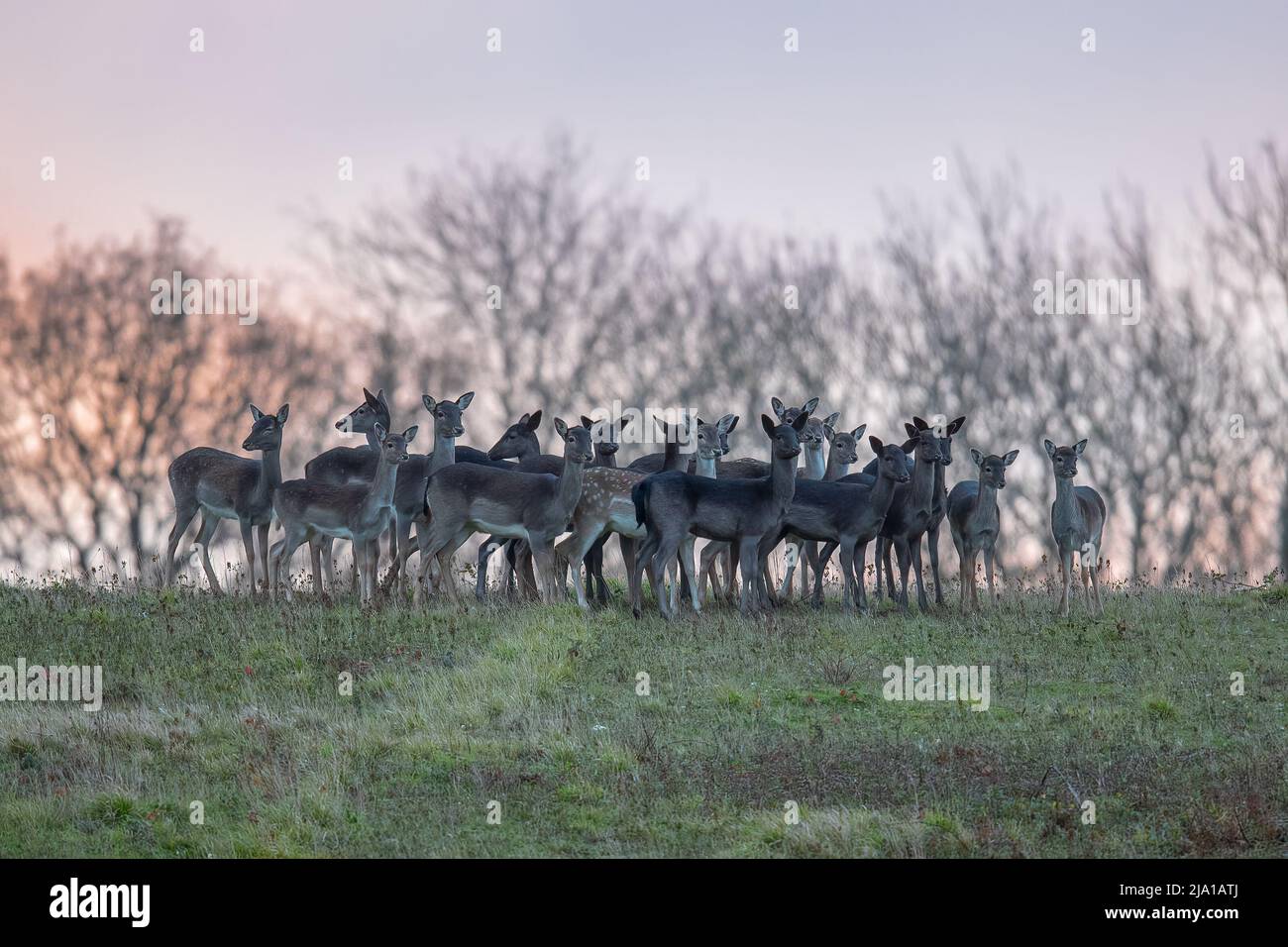 A small herd of Fallow Deer , mixed ages , showing a range of colours against a winter sunrise. Suffolk, UK . Stock Photo
