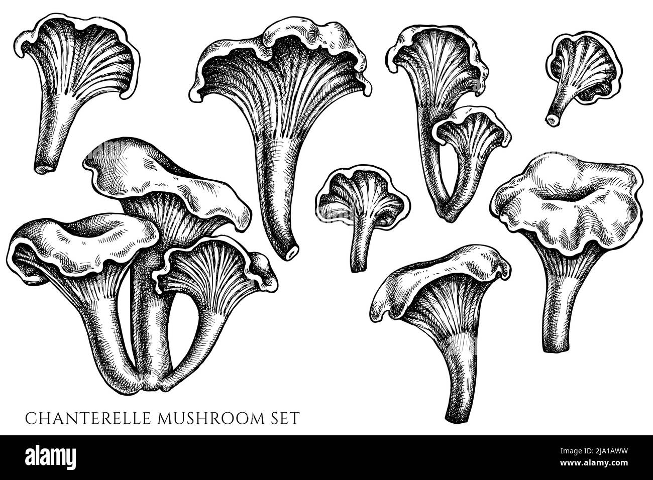 Vector set of hand drawn black and white chanterelle Stock Vector Image