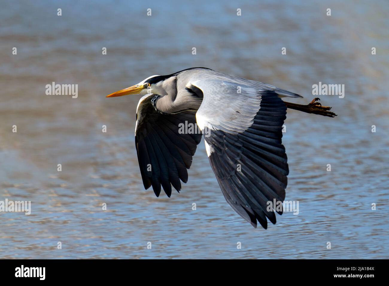 Grey heron in flight Stock Photo