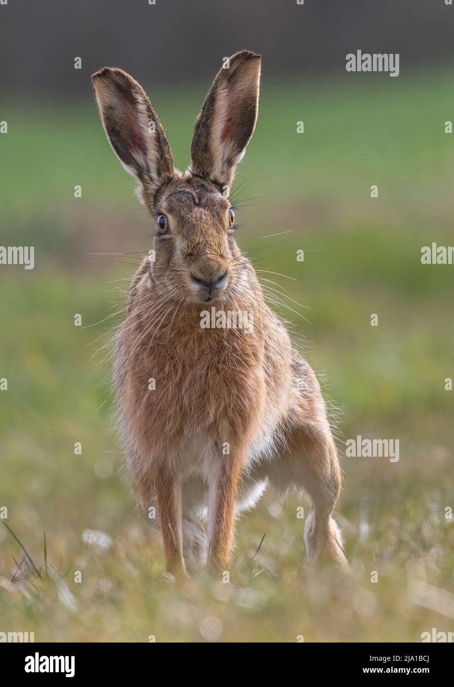 Are you looking at me , a confident Brown hare  facing the camera with a cheeky stare - Suffolk, UK Stock Photo