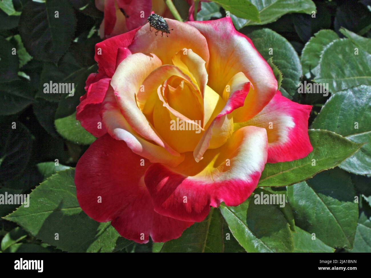 The Rose Pullman Orient Express Stock Photo Alamy