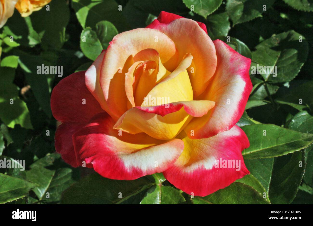 The Rose Pullman Orient Express Stock Photo Alamy