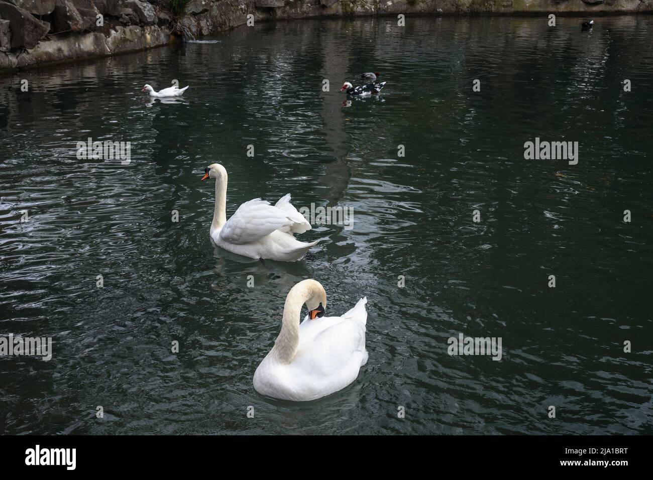 White swans and ducks in lake at Upper park of Vorontsov Palace in spring. Alupka. Crimea Stock Photo