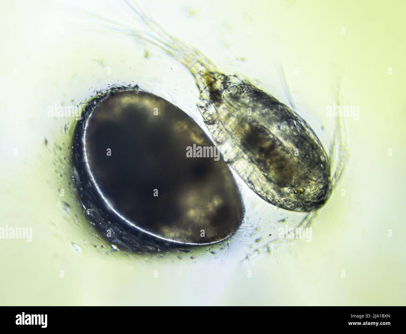 Ostracod and Copepod Cyclops is small crustacean found in freshwater pond. Zooplankton, micro crustacean under the light microscope. Magnification of Stock Photo