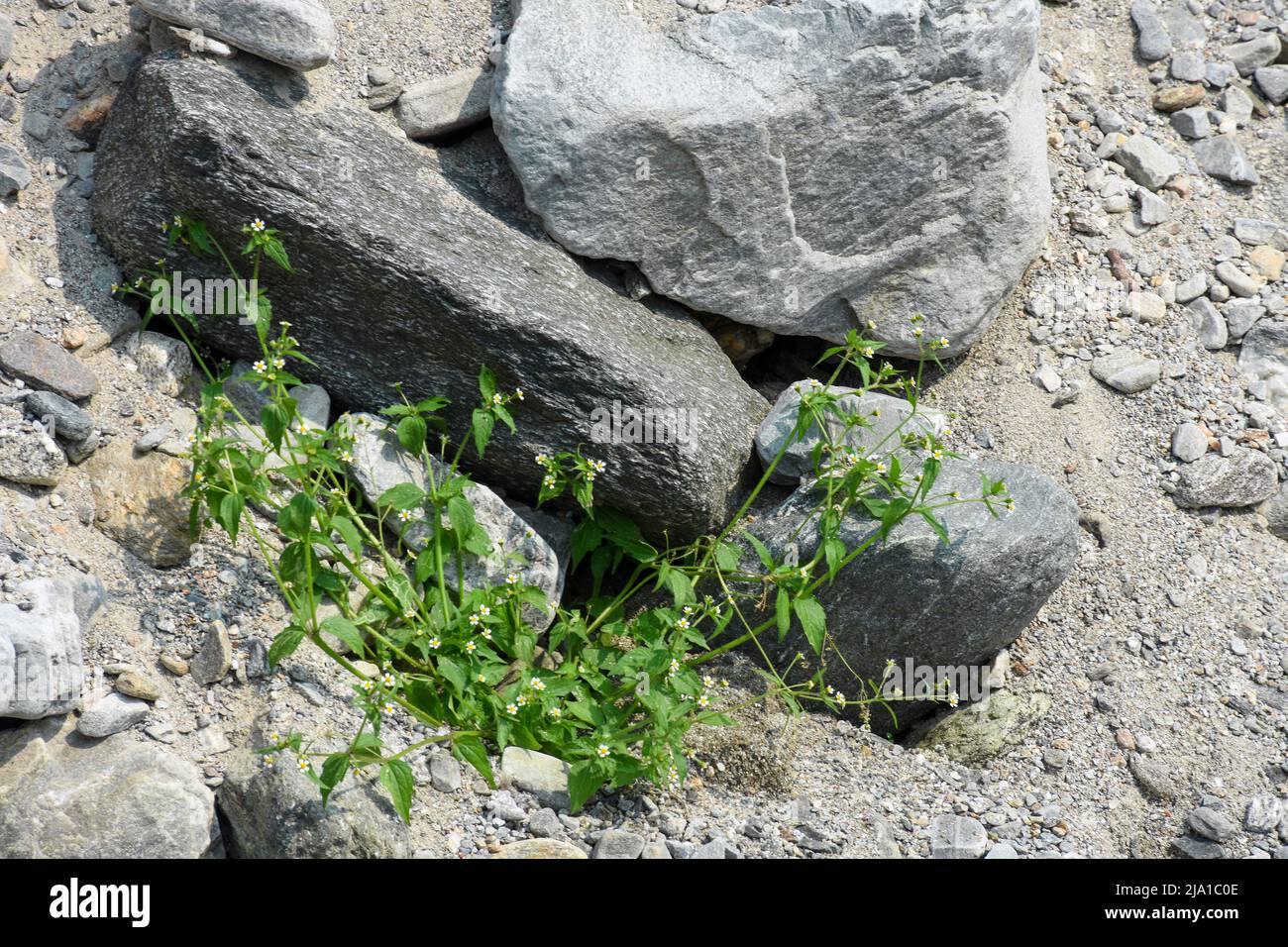 Green River Sage Plant and Himalayan rivulets with boulders Stock Photo