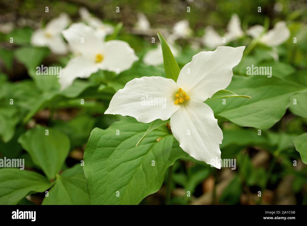Japanese flowering Crabapple Tree in Full Bloom in Spring with