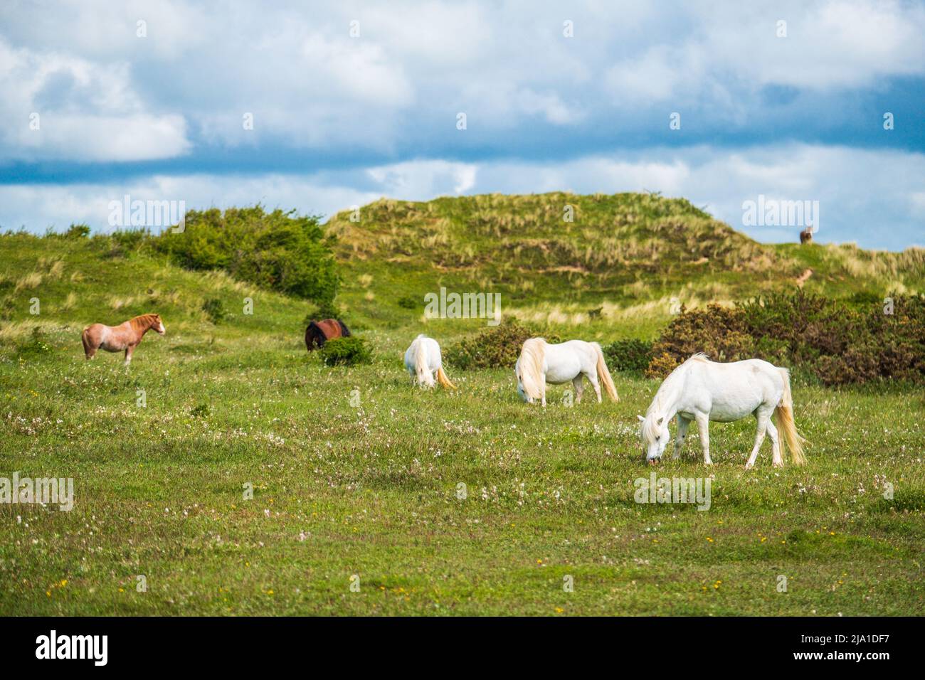 Ponies grazing at Newborough Warren a coastal nature reserve on Anglesey, Wales Stock Photo