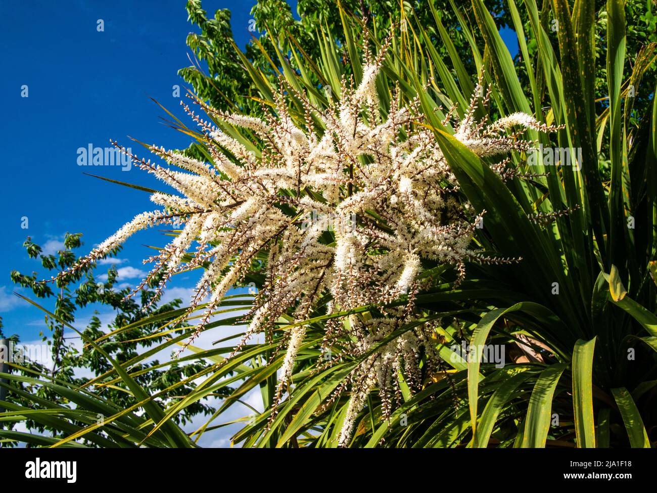 Yukka plant flower stalk. (variety unknown) Stock Photo