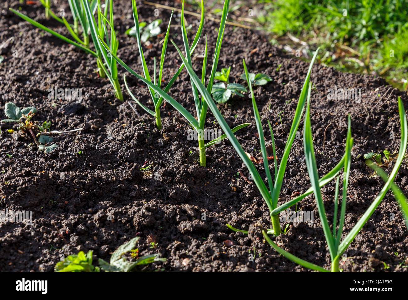 garlic in the garden. Growing garlic in plant. Vegetable beds with