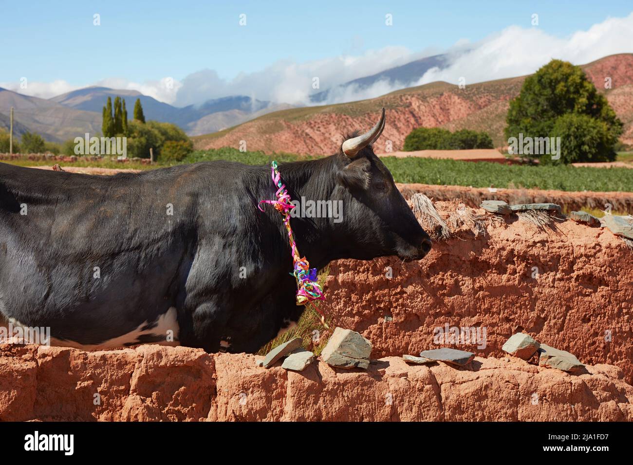 A cow decorated in occasion of the Carnival. Cianzo Valley, Jujuy, Argentina. Stock Photo