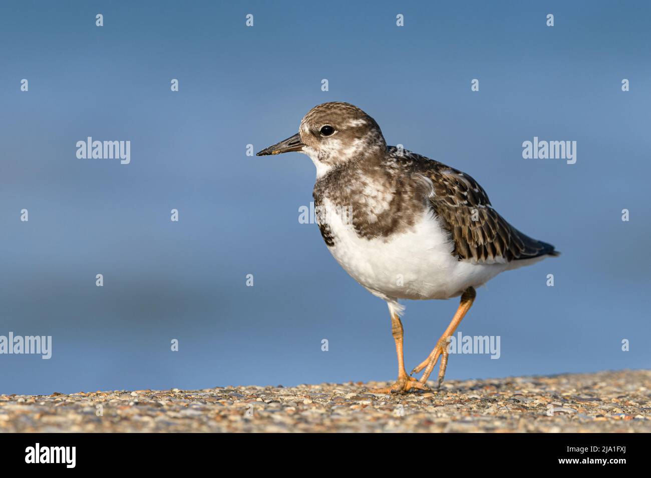 Turnstone/ Ruddy Turnstone, Arenaria interpres; young juvenile bird on the sea wall,   Norfolk  August Stock Photo