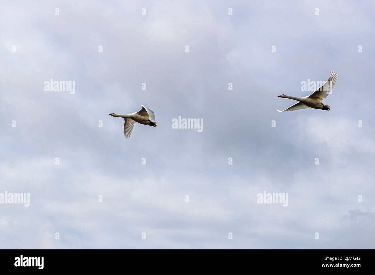 Pair of geese in flight in Iceland Stock Photo