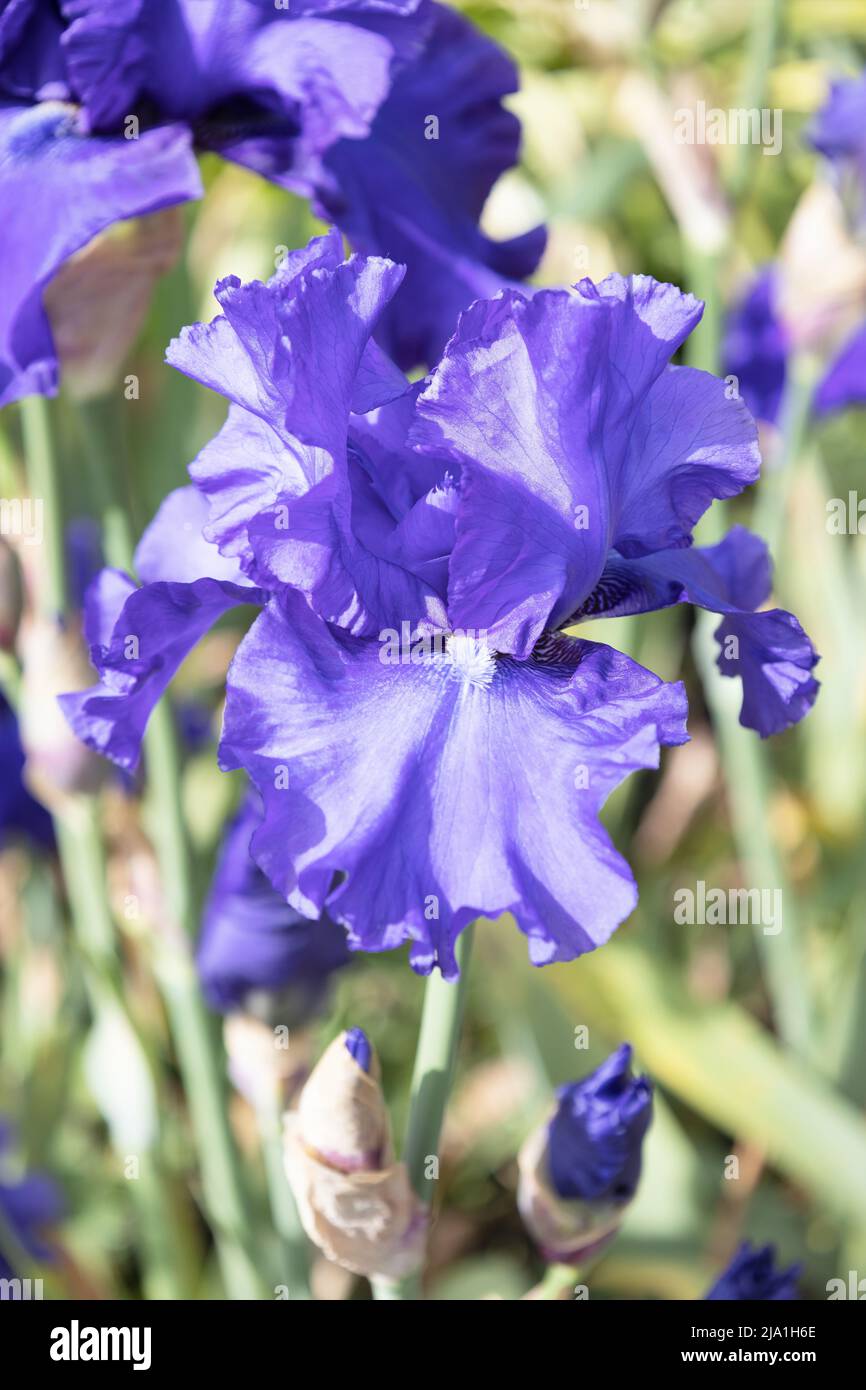 Iris 'Blueberry Bliss'. Stock Photo
