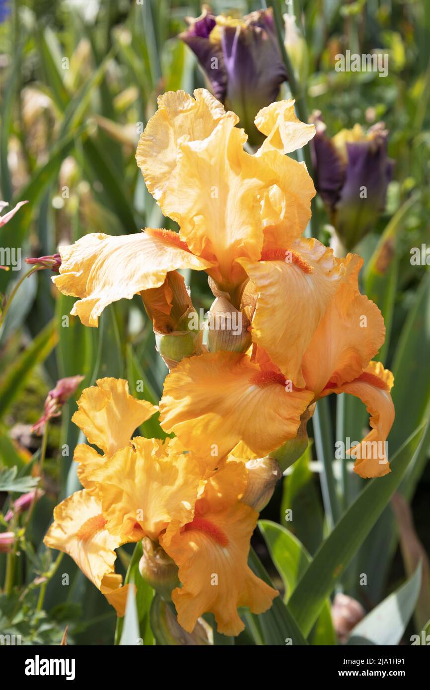 Iris 'Orange Harvest'. Stock Photo