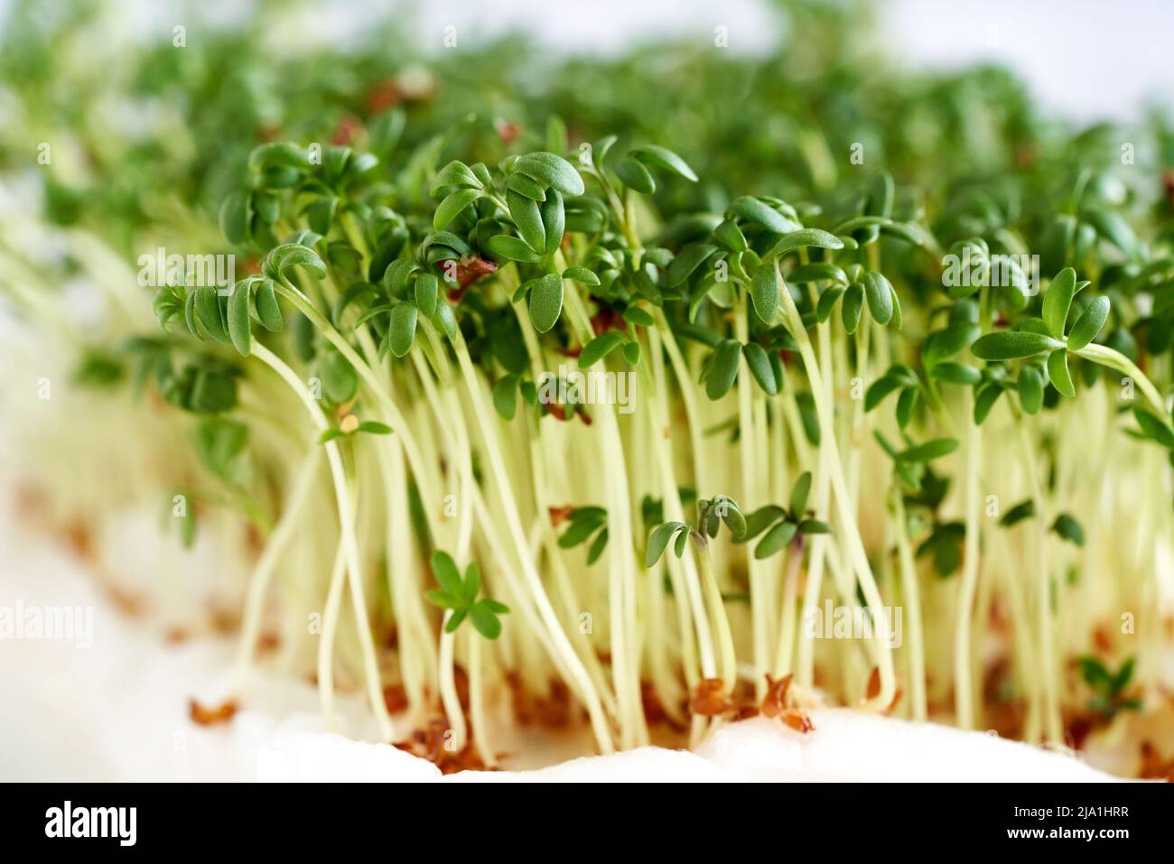 Alfalfa Seeds vs Garden Cress: What is the difference?