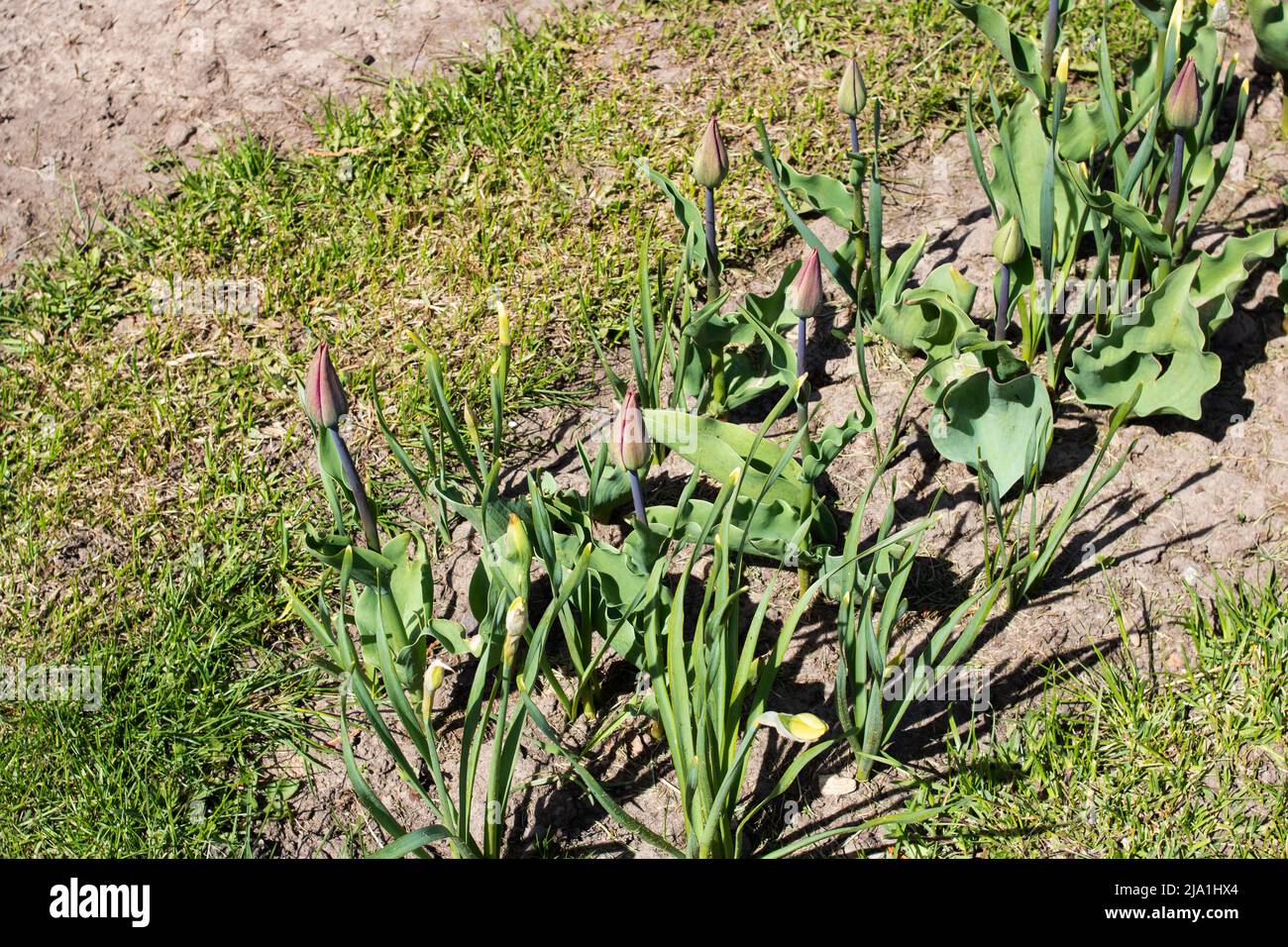 Closed tulip buds in the flower bed close up Stock Photo - Alamy