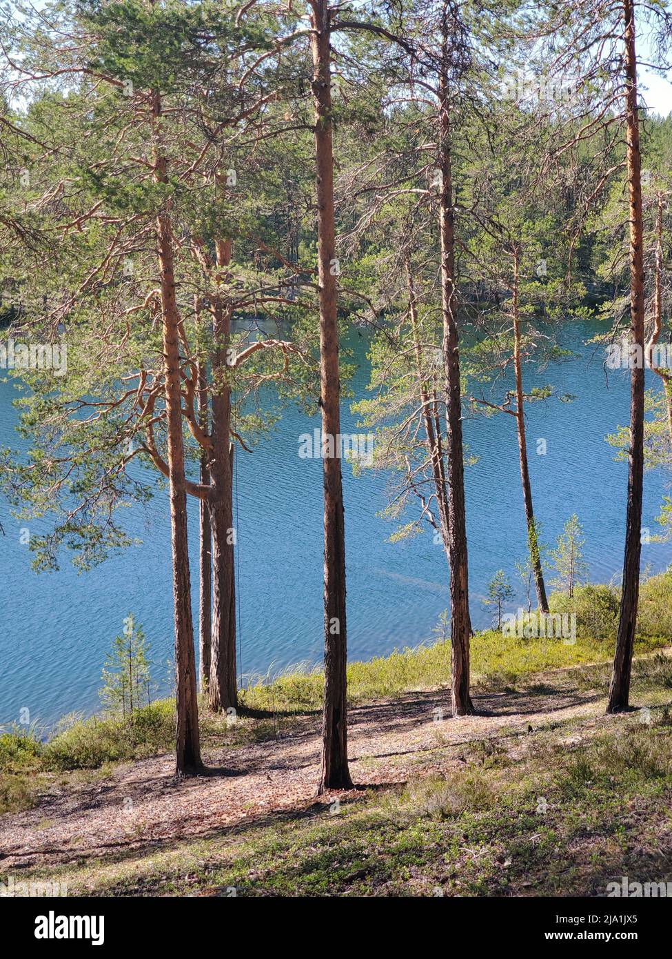 Lake with blue water in a pine forest Stock Photo - Alamy