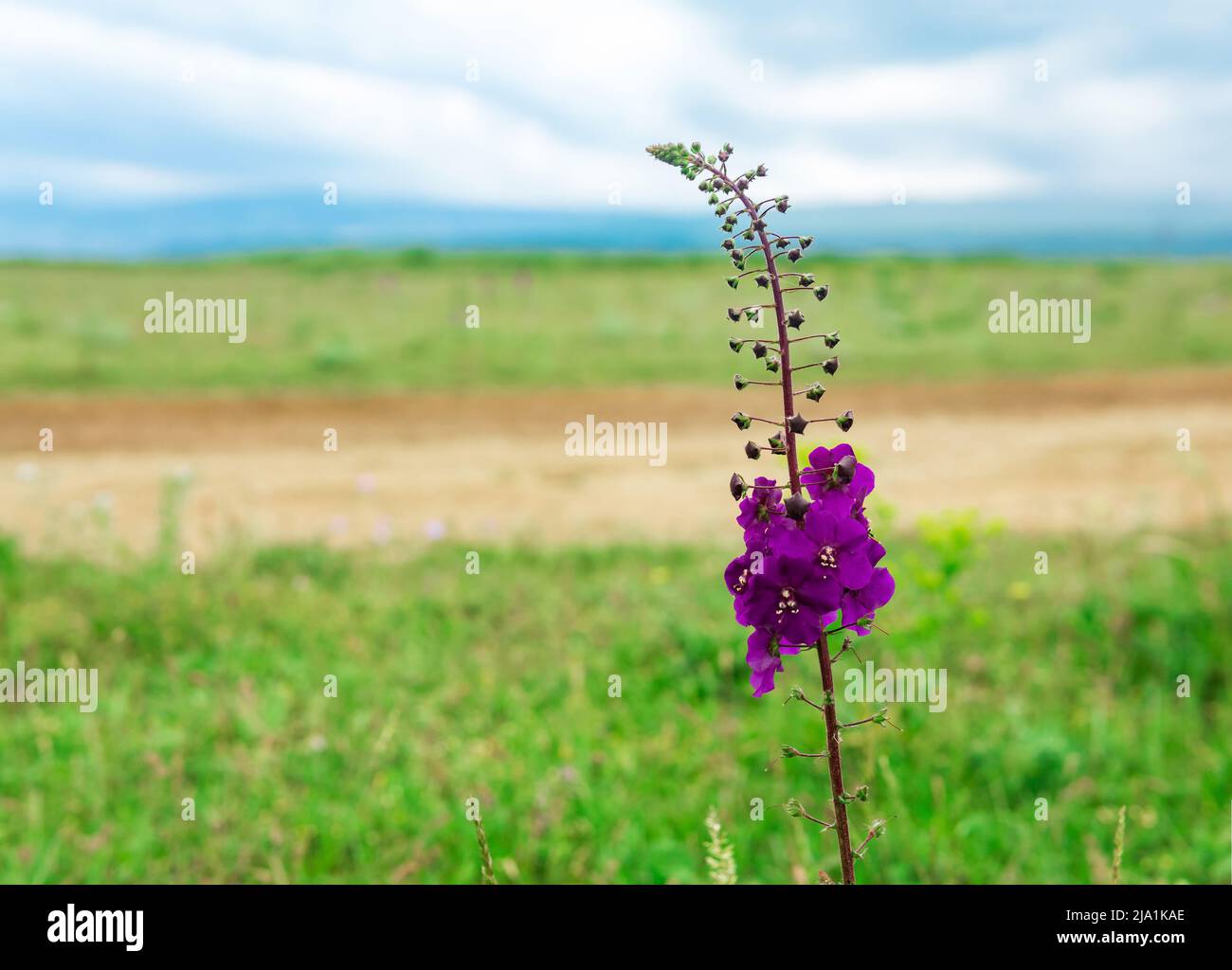 beautiful purple mullein flower against blurred spring landscape Stock Photo