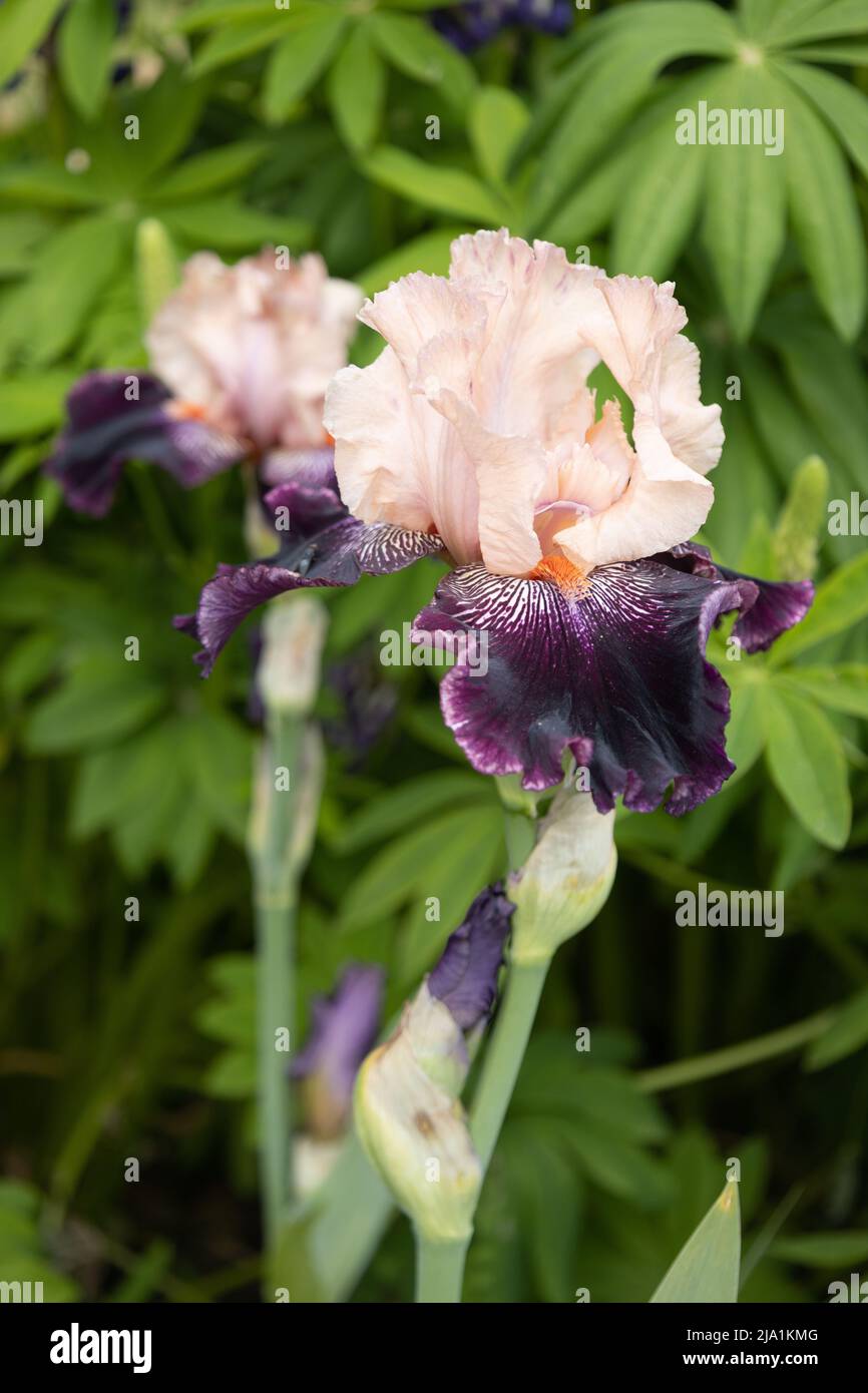 Wench hires stock photography and images Alamy