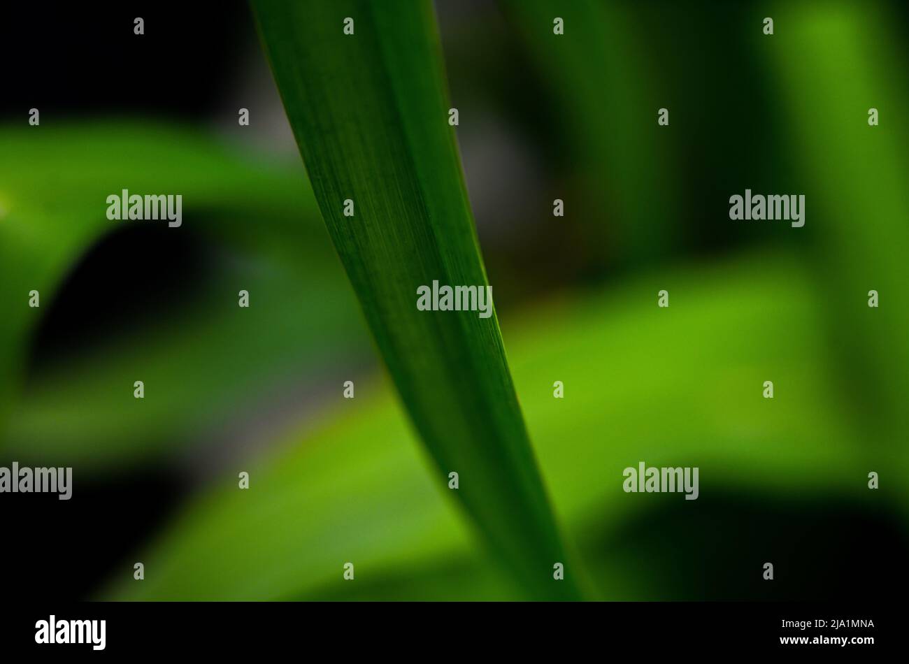 View of Macro photography of plants in sunny spring day Stock Photo - Alamy