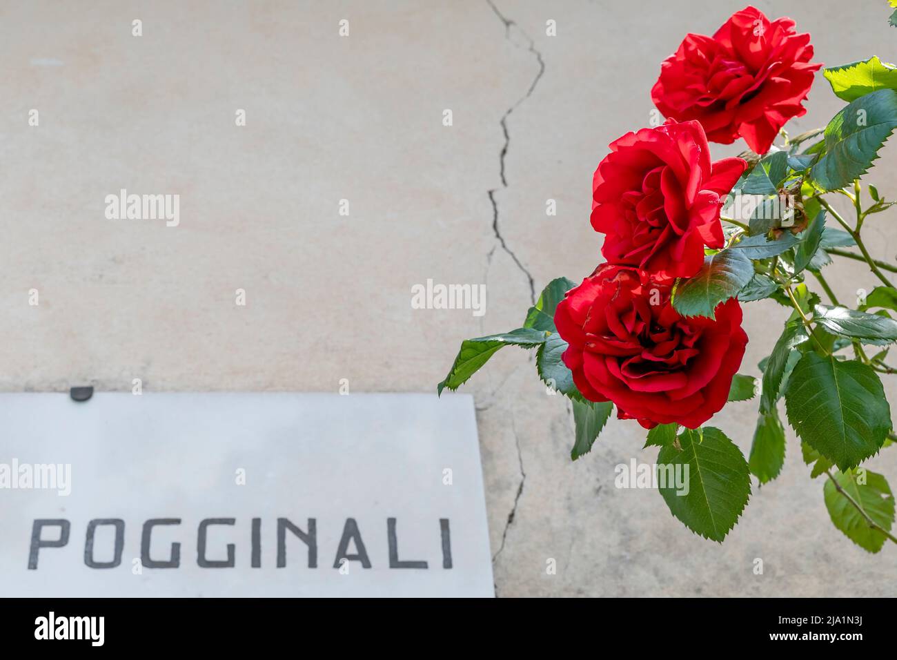 Three beautiful red roses with in the background a wall with a crack and the Pogginali street plate, Carmignano, Prato, Italy Stock Photo