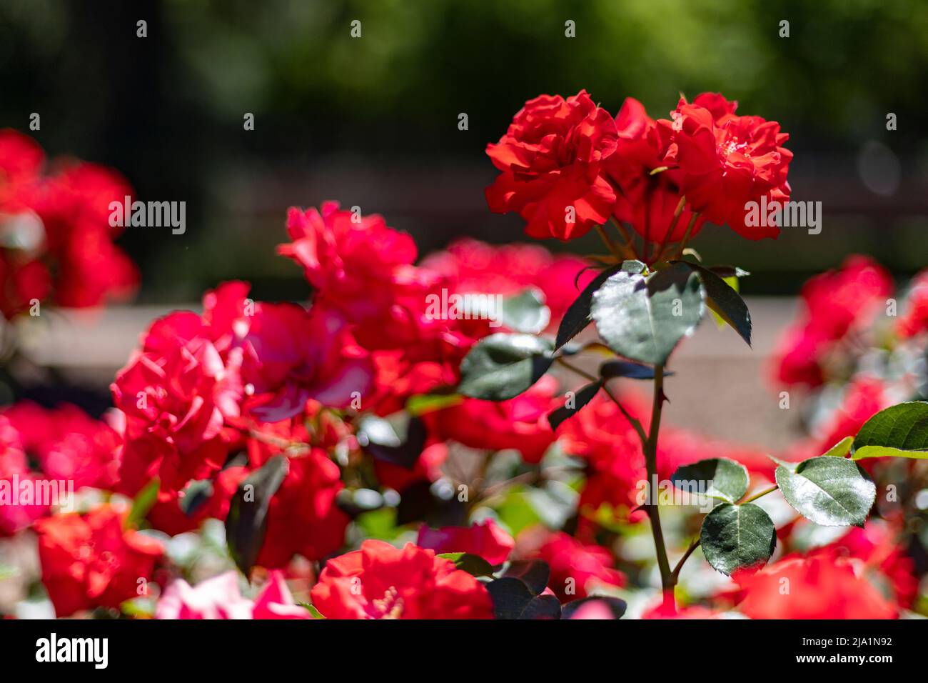 Flowers. Red flowers with background flowers of different colors in the