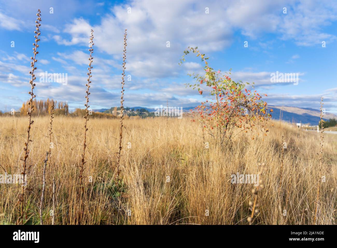 Morning light spreads over misty expansive field of golden seed grass and long stems and wild rose berries under cloudy blue sly in Central Otago, Sou Stock Photo