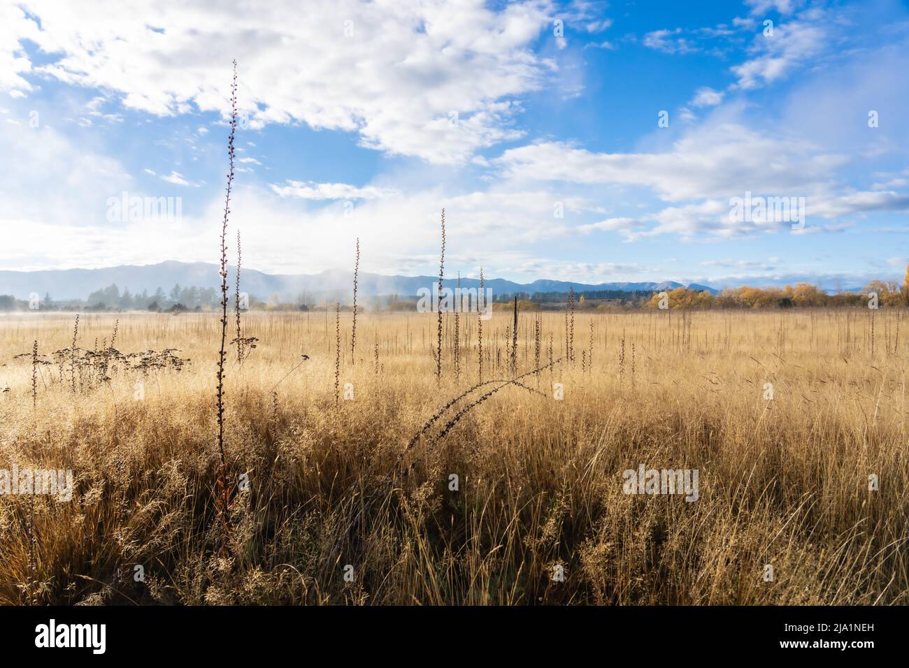 Morning light spreads over misty expansive field of golden seed grass and long stems under cloudy blue sly in Central Otago, South Island New Zealand. Stock Photo