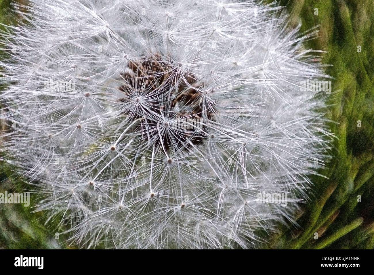 Close up detail of the spring-blooming dandelions. Stock Photo