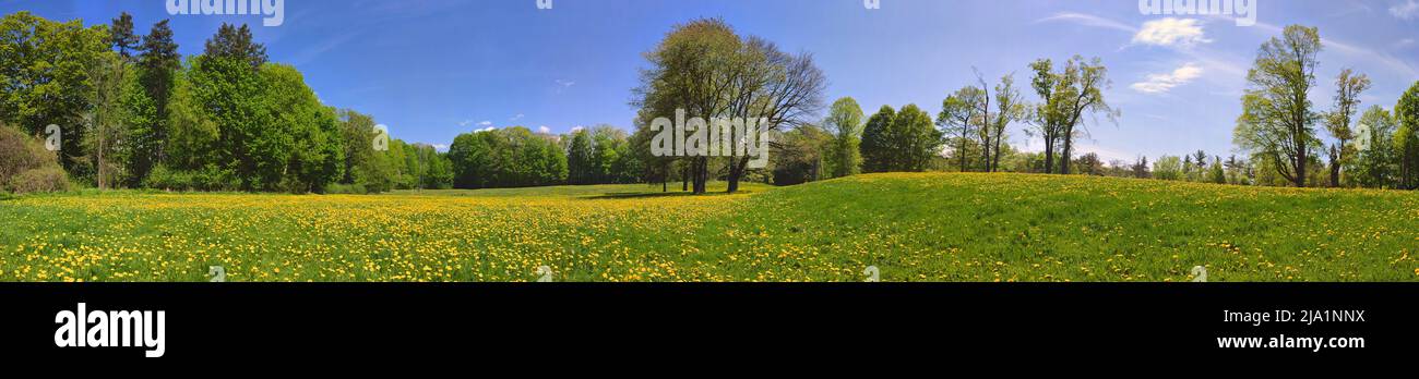 Panoramic view of springtime in the park with dandelion. Stock Photo