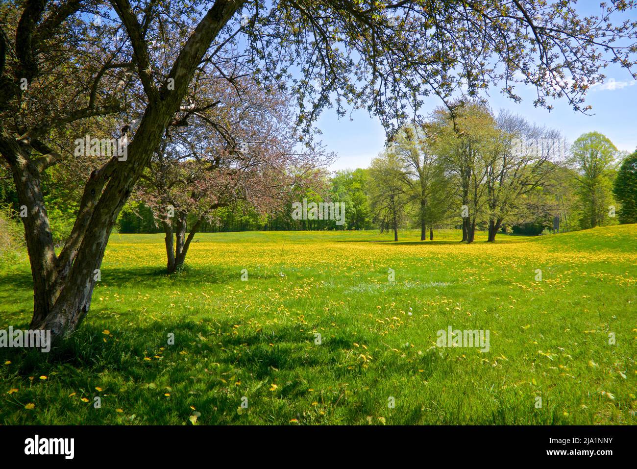 Spring day with green grass and dandelion. Stock Photo