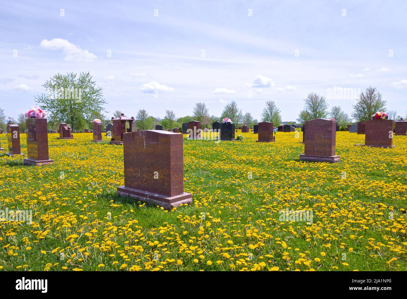 View of the cemetery with dandelions and green lawn in springtime Stock Photo
