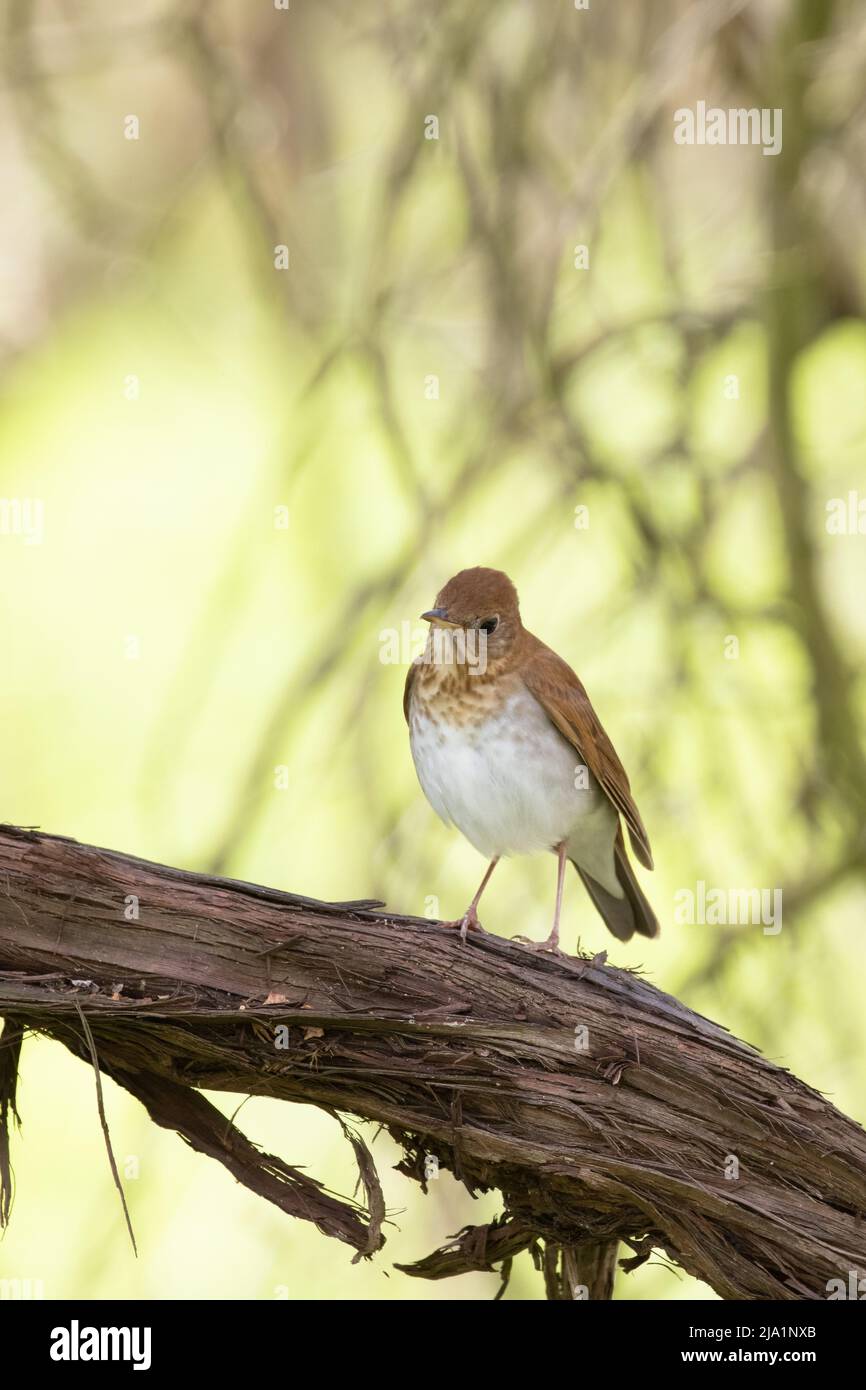 A Veery ( Catharus fuscescens) closeup in woods Stock Photo