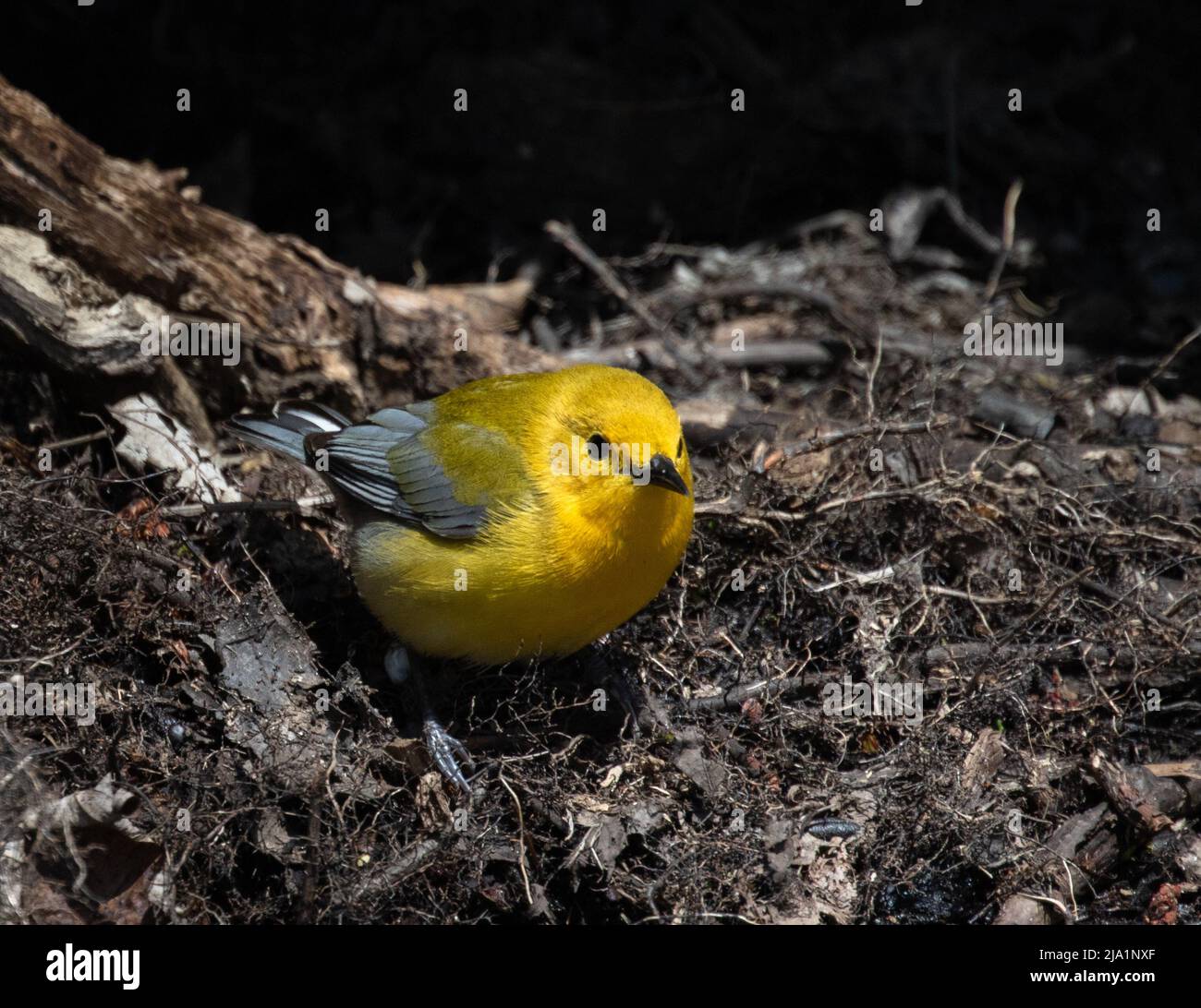 A Prothonotary Warbler closeup in a swamp environment at Pelee Ontario Stock Photo