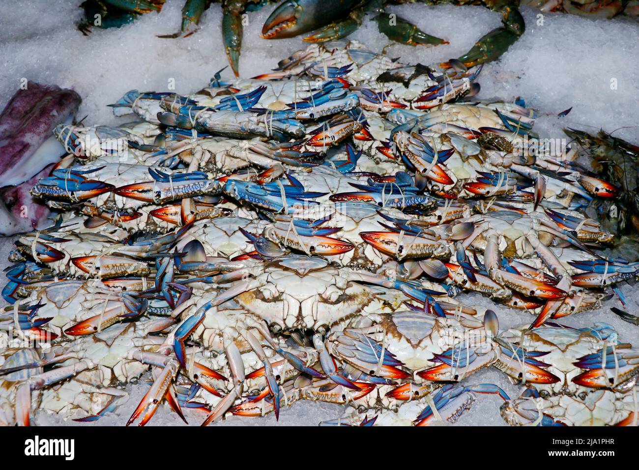 group of fresh blue crabs on ice in a market stall for sell in dubai Stock Photo