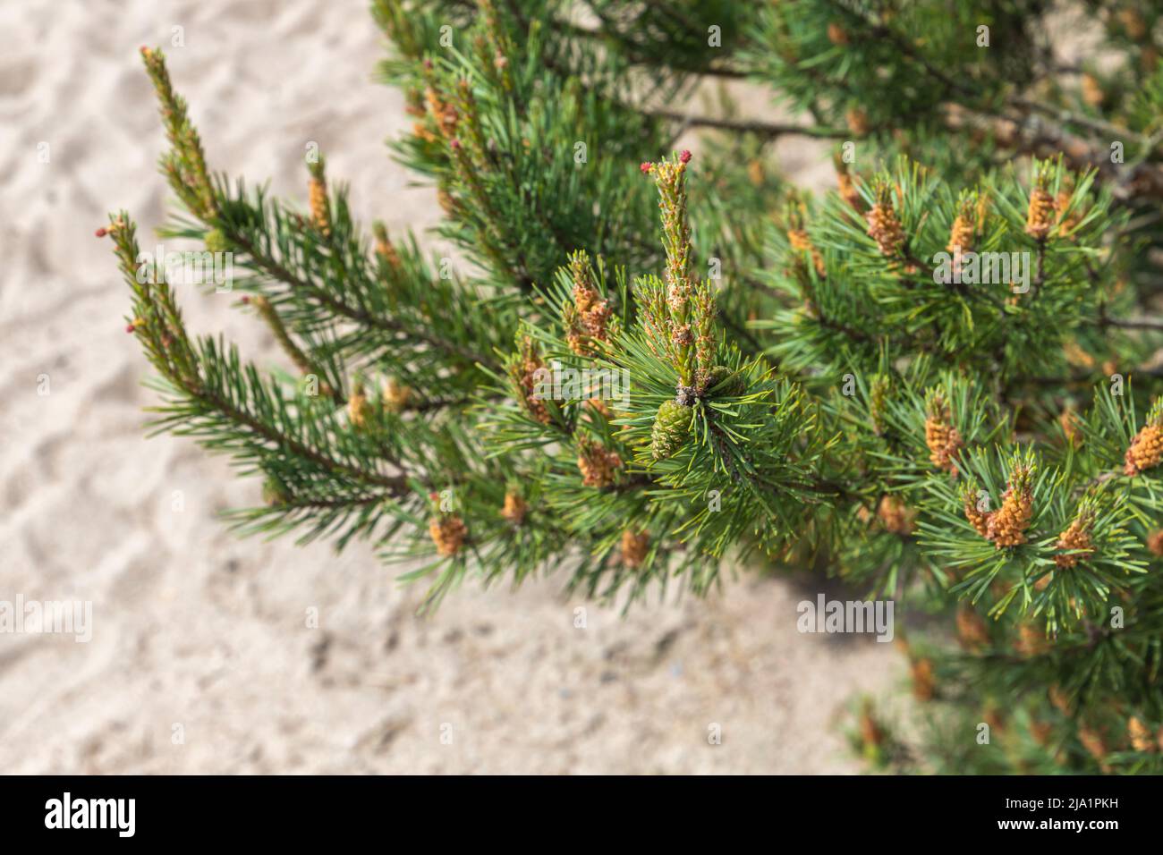 Pine tree branch with fresh green needles and cones over sandy ground ...