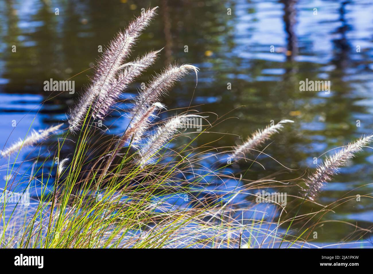 Cenchrus setaceus, commonly known as crimson fountaingrass, it is a perennial bunch grass that is native to open, scrubby habitats in East Africa, tro Stock Photo