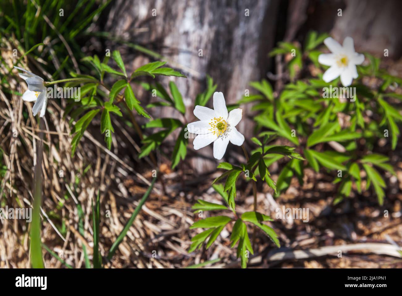 Anemone nemorosa. Wild white spring flowers grow in spring park, closeup photo with selective soft focus Stock Photo