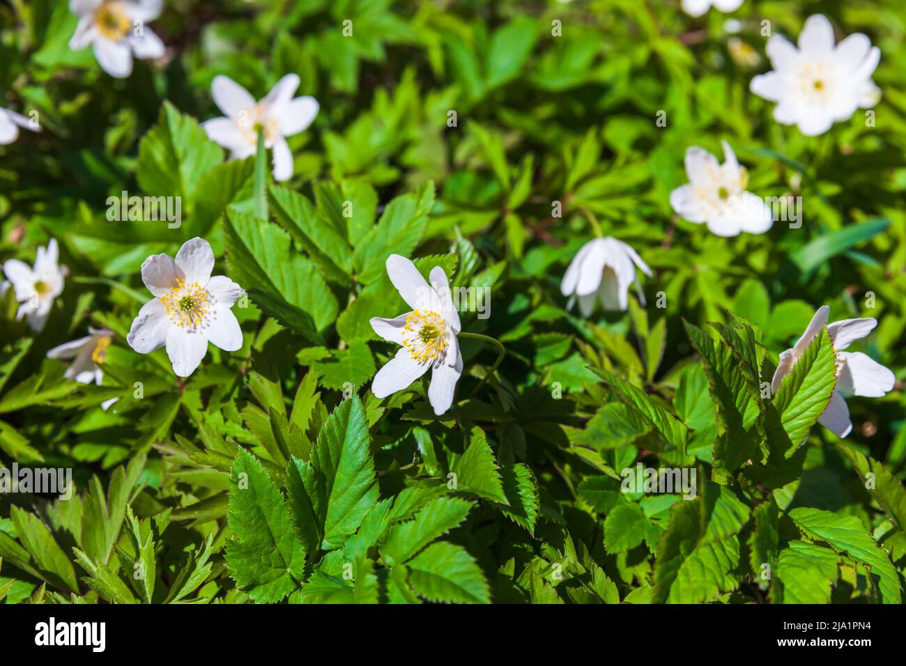 Wild white spring flowers grow on a forest ground. Anemone nemorosa closeup photo with selective soft focus Stock Photo