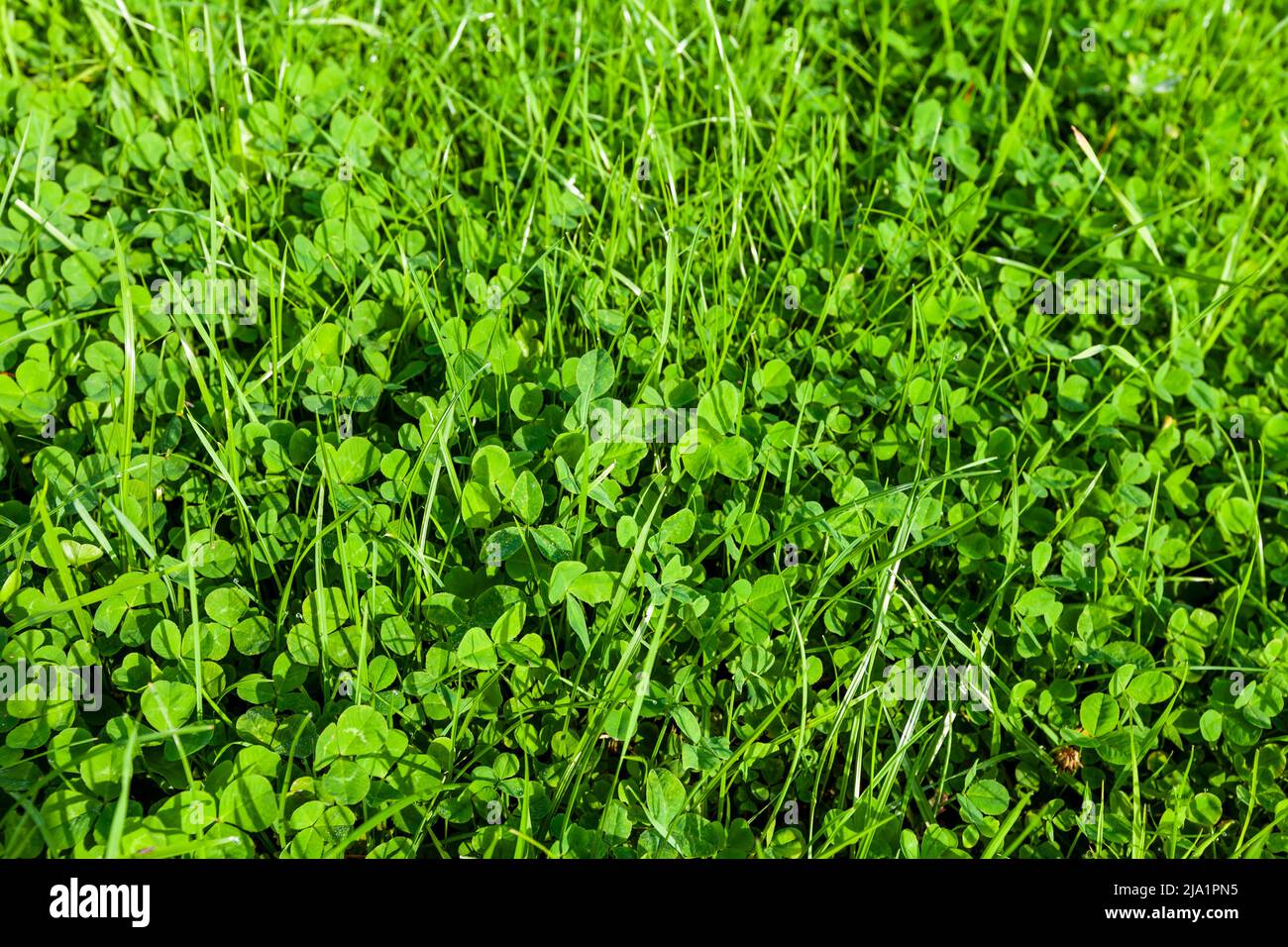 Fresh green summer meadow background, natural photo with grass and clover leaves Stock Photo