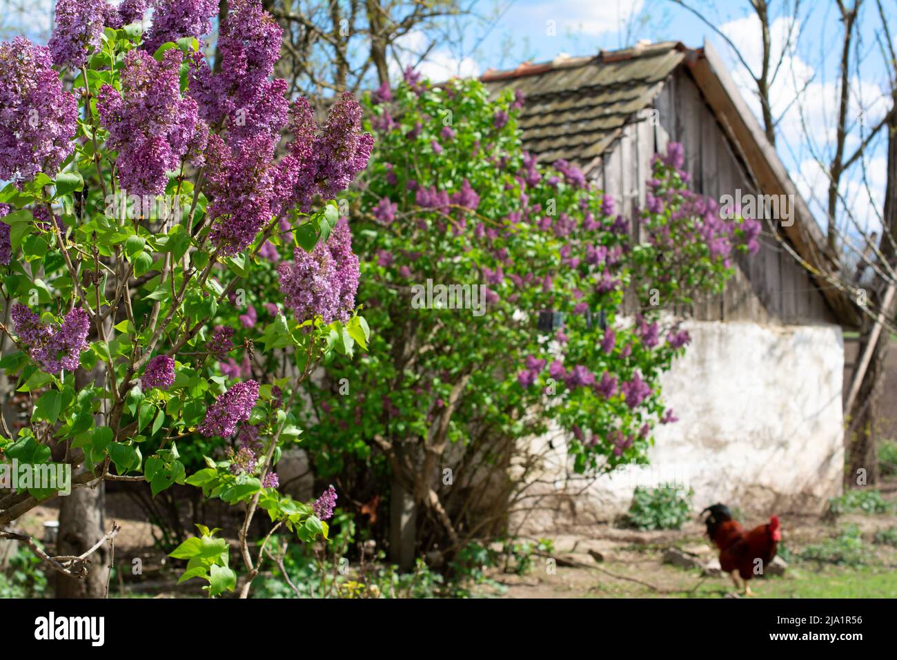 Lilacs are growing all around the dilapidated Vojvodinian farmhouse. Stock Photo