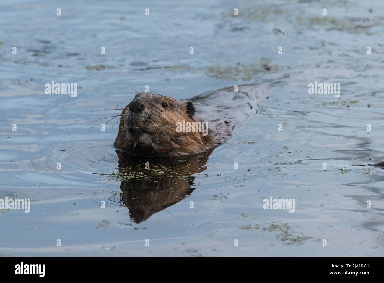 North American Beaver (Castor) swimming in a boreal forest lake