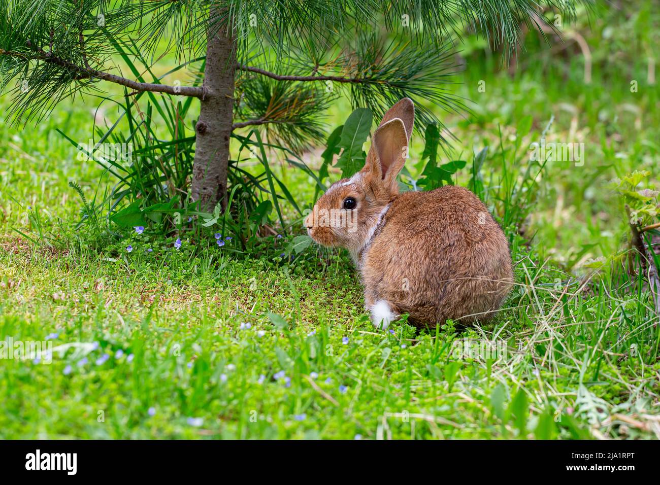 A red rabbit is sitting on the green grass under a pine tree Stock